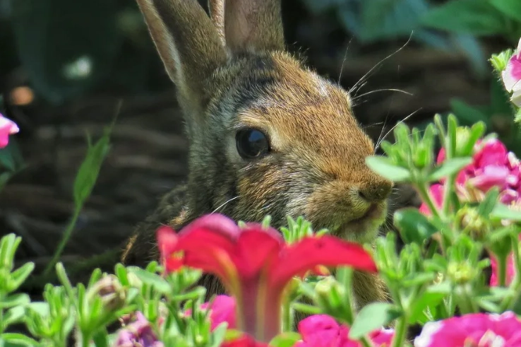 protect petunias from rabbits protect petunias from rabbits