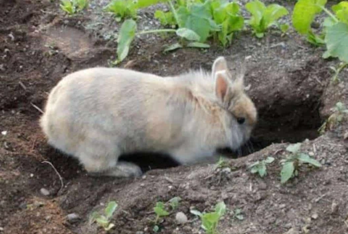 rabbit digging behavior