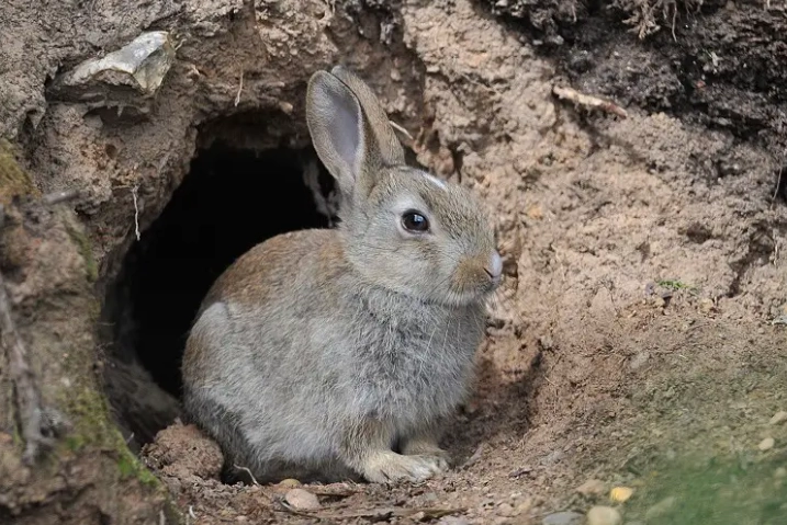 stop rabbits from digging holes