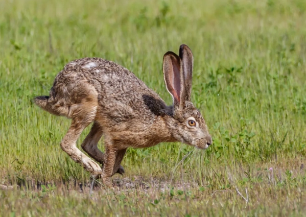 are jack rabbits carnivores