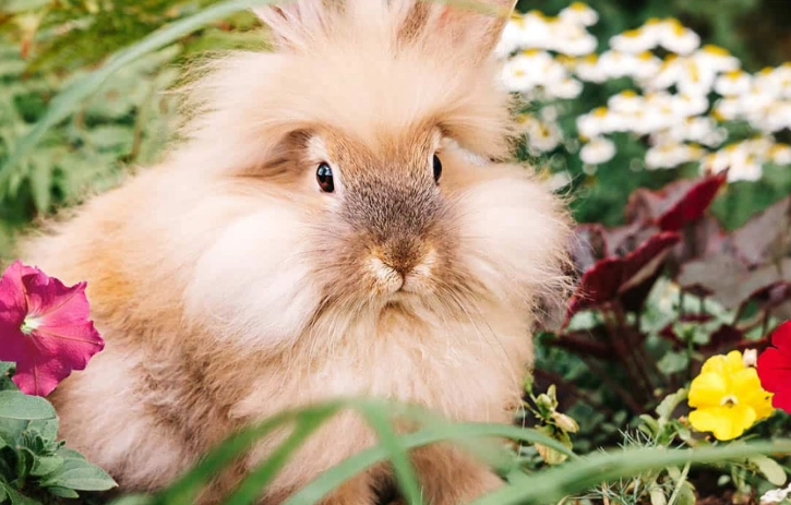 rabbit resistant plants rabbit resistant plants