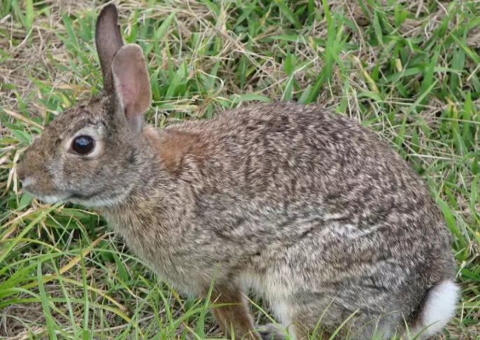 rabbit care guide rabbit care guide