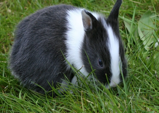 pet rabbit care pet rabbit care