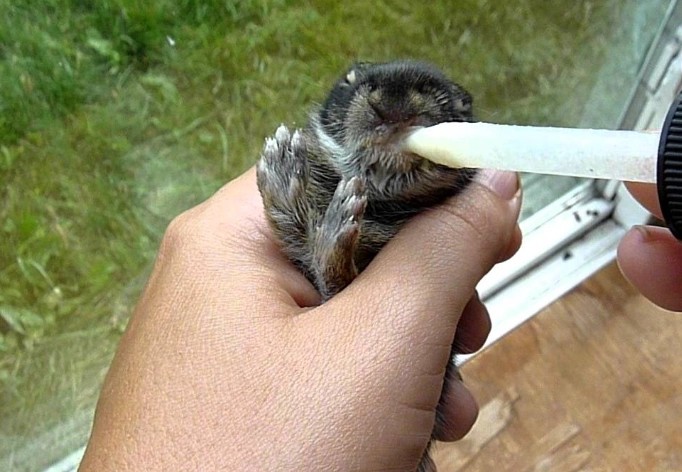 what do baby rabbits eat