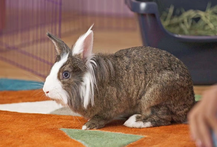 best litter for rabbits best litter for rabbits