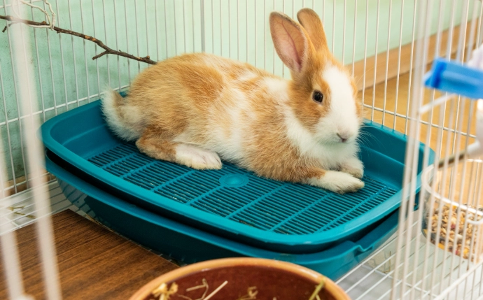 how to litter train a rabbit