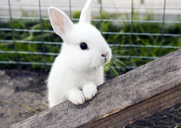 pet rabbit care pet rabbit care