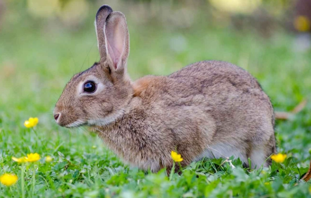 rabbit care guide rabbit care guide