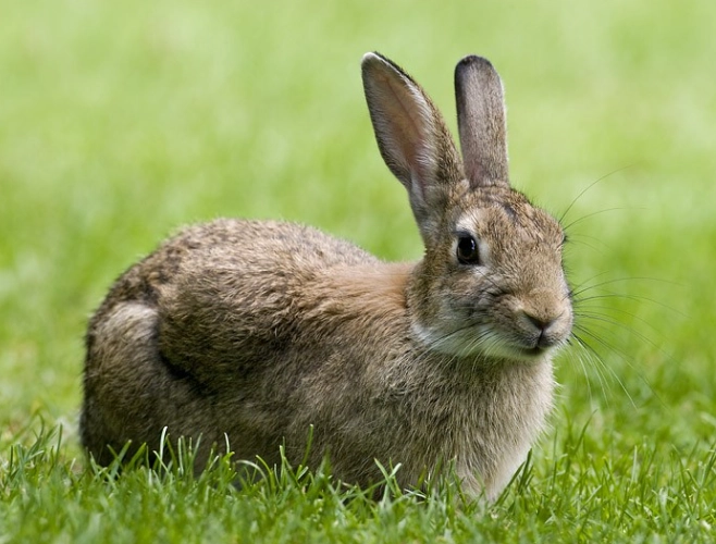 pet rabbit care pet rabbit care