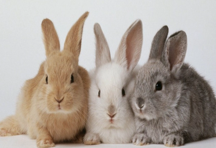 male vs female rabbit