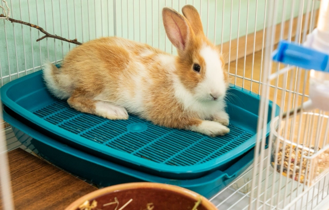 best litter for rabbits best litter for rabbits