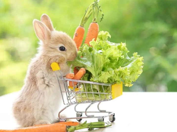 feeding baby rabbits