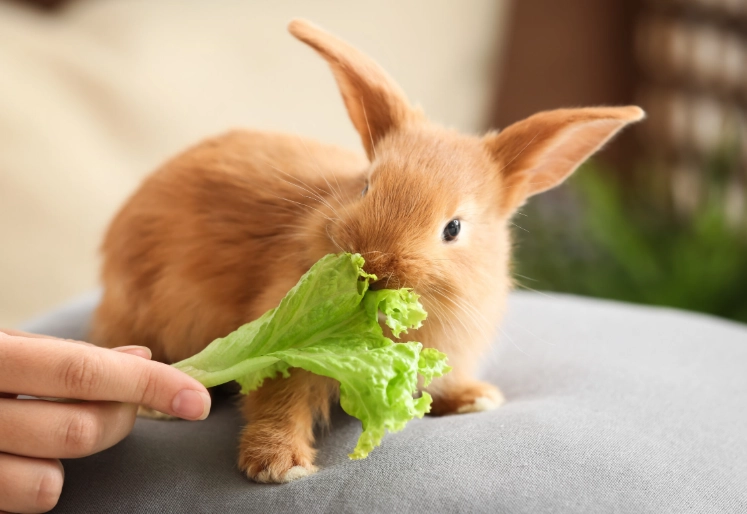 feeding baby rabbits