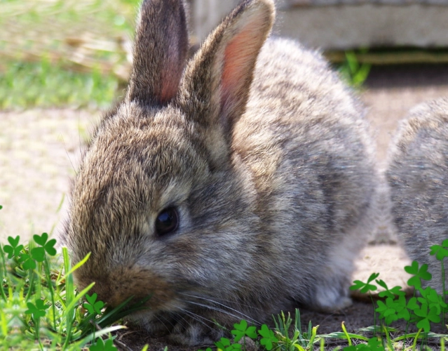 rabbit care guide rabbit care guide