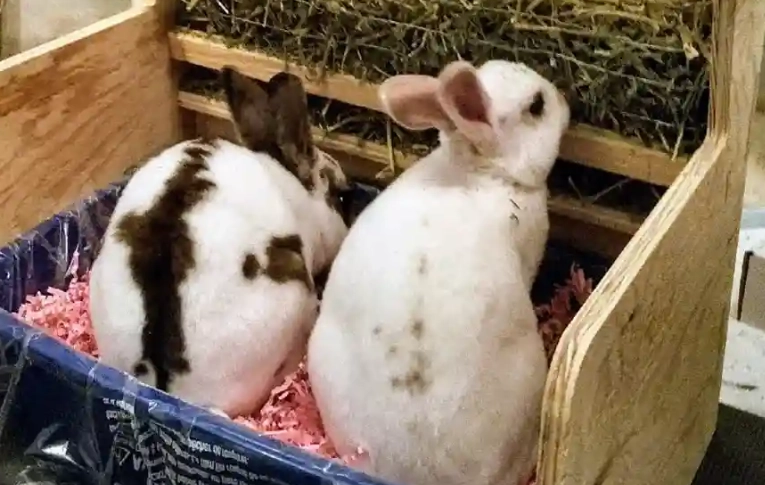 rabbit litter training rabbit litter training