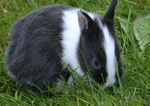 determine rabbit gender