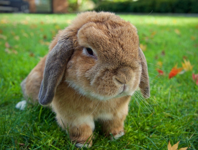 rabbit breeds rabbit breeds