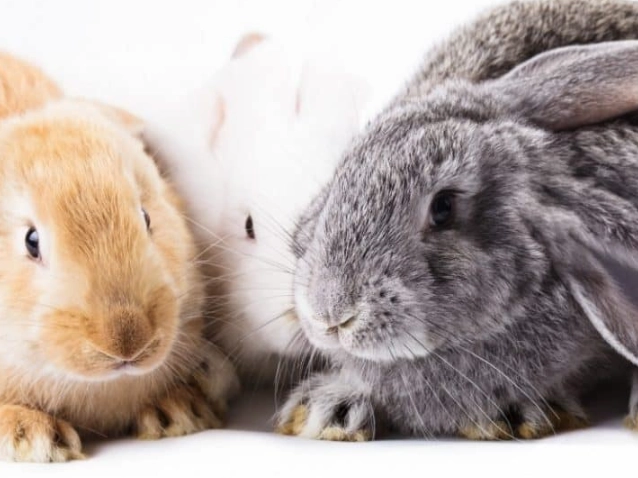 rabbit breeds rabbit breeds