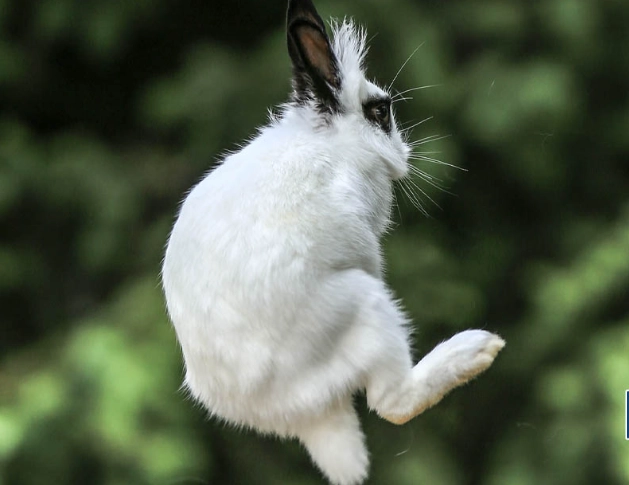 how high do rabbits jump