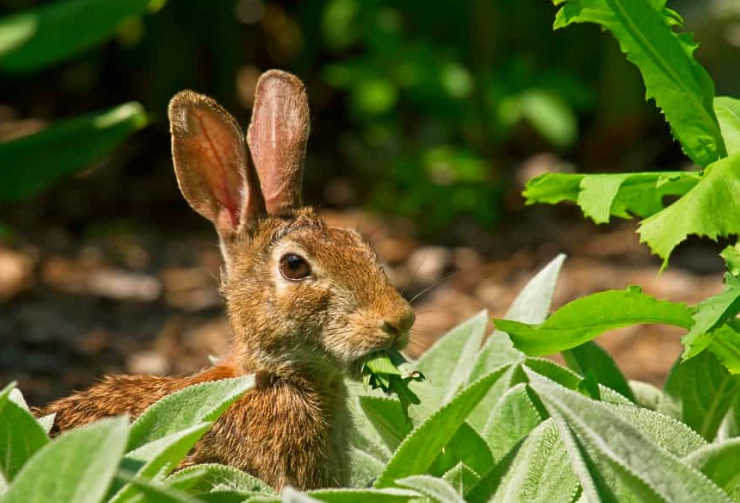 safe plants for wild rabbits safe plants for wild rabbits