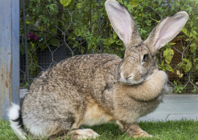 biggest rabbit breeds