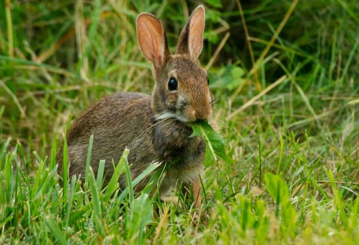 wild rabbit diet wild rabbit diet