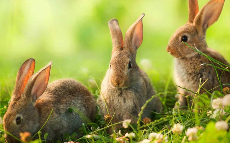 wild rabbit diet wild rabbit diet