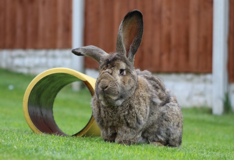 giant rabbit breeds