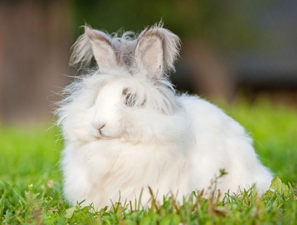 best pet rabbit breeds best pet rabbit breeds