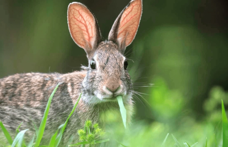 wild rabbit diet wild rabbit diet