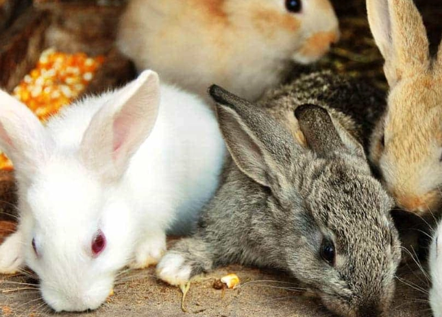 best pet rabbit breeds best pet rabbit breeds