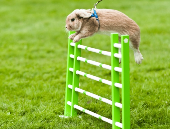 rabbit jump height