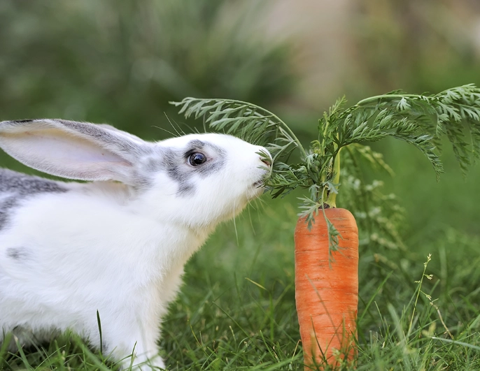 safe plants for wild rabbits safe plants for wild rabbits