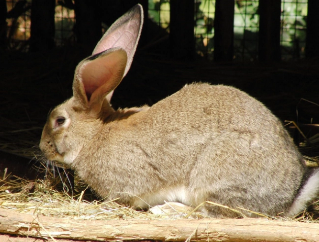 giant rabbit breeds