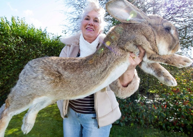 biggest rabbit breeds