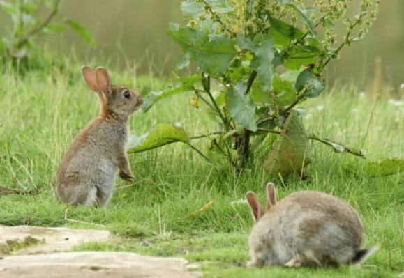 safe plants for wild rabbits safe plants for wild rabbits