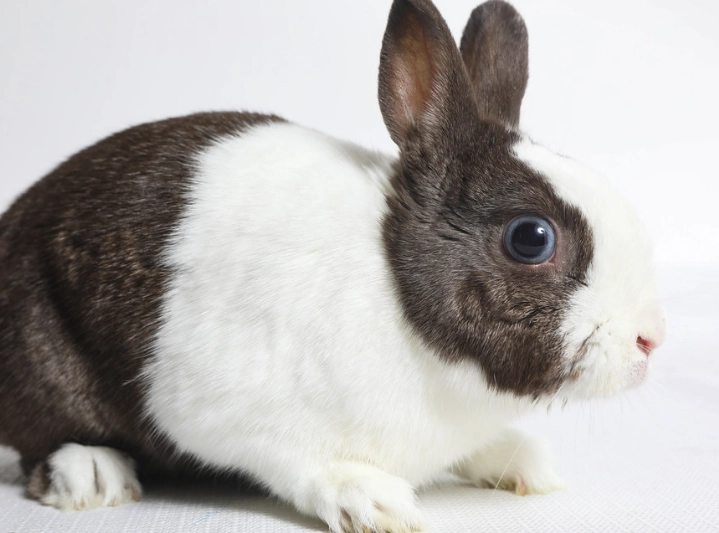 Dutch Rabbit care Dutch Rabbit care