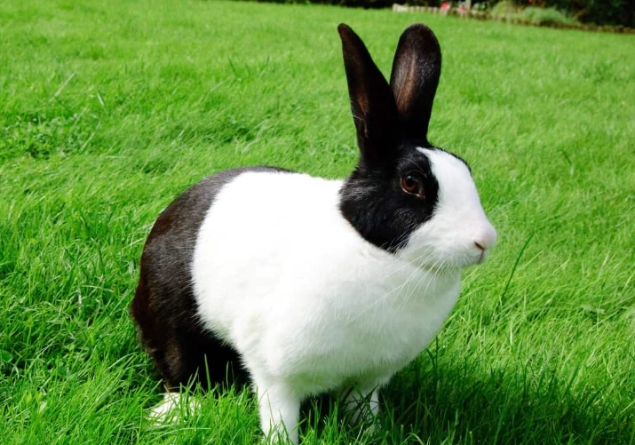 Dutch Rabbit breed Dutch Rabbit breed