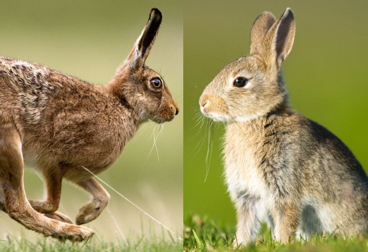 difference between bunny and rabbit difference between bunny and rabbit