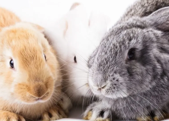 bunny vs rabbit bunny vs rabbit