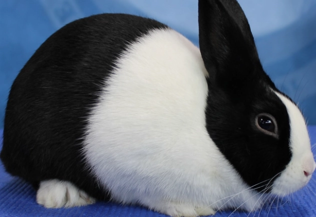 Dutch Rabbit care Dutch Rabbit care