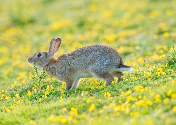 Oryctolagus cuniculus distribution