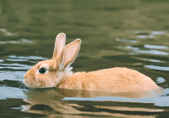 bunny swimming bunny swimming