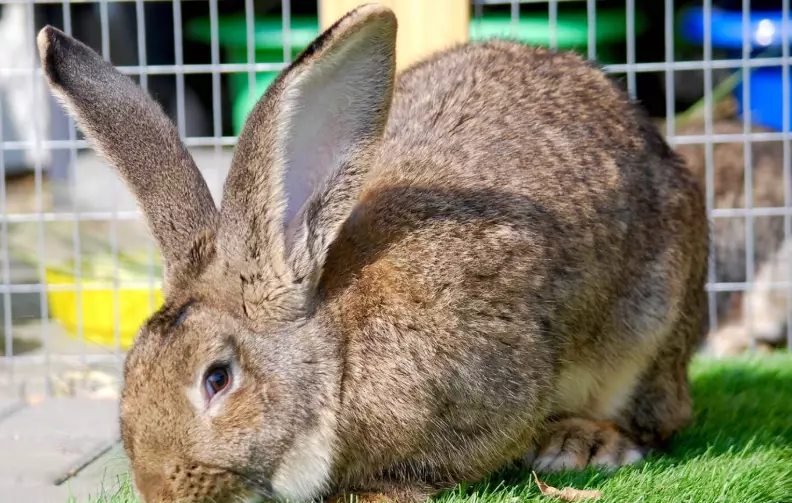 large rabbit care
