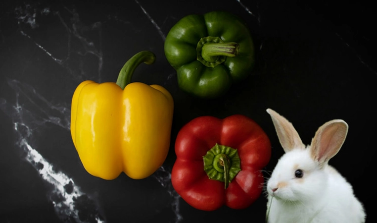 feeding rabbits raw bell peppers feeding rabbits raw bell peppers