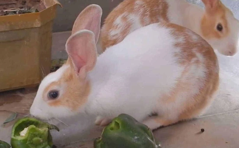 rabbit diet bell peppers rabbit diet bell peppers