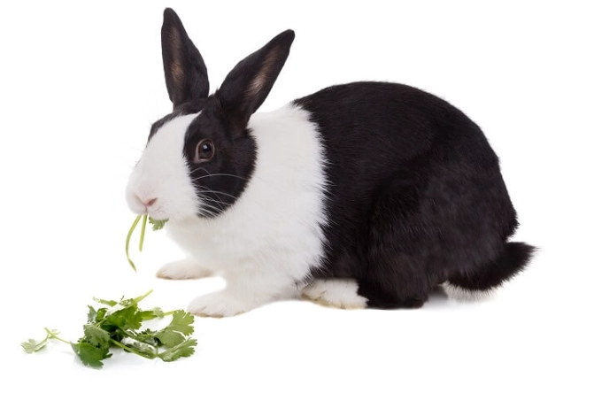 rabbit safe herbs