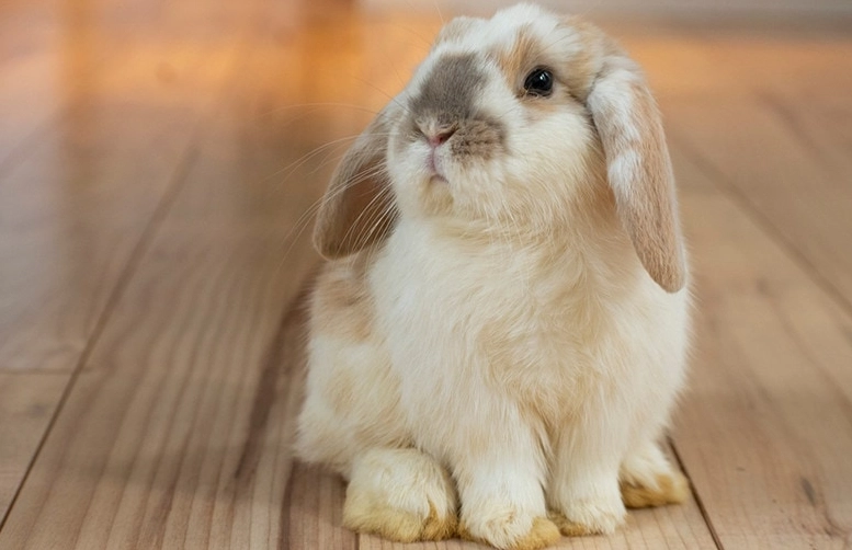 Holland Lop as pets