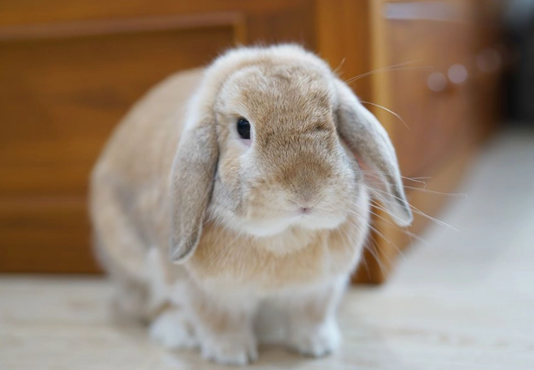 Holland Lop as pets