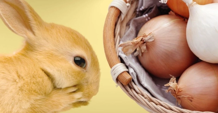 onions toxic to rabbits
